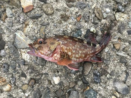 ちっちゃいけど良く釣れるよ！